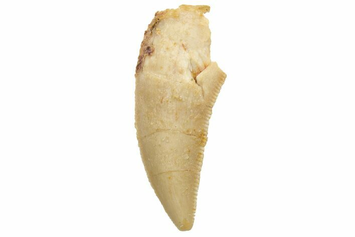 Serrated, Raptor Tooth - Real Dinosaur Tooth #236933